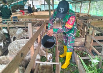 Babinsa Batang Alai Utara Sukses Ternak Kambing, Omzet Puluhan Juta Rupiah