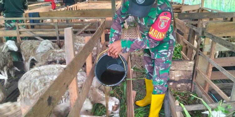 Babinsa Batang Alai Utara Sukses Ternak Kambing, Omzet Puluhan Juta Rupiah