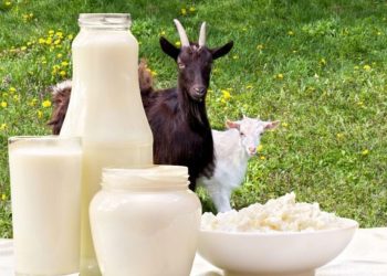 5 Manfaat Susu Kambing Etawa yang Kaya Nutrisi, Salah Satunya Meningkatkan Daya Tahan Tubuh