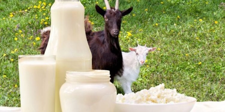 5 Manfaat Susu Kambing Etawa yang Kaya Nutrisi, Salah Satunya Meningkatkan Daya Tahan Tubuh