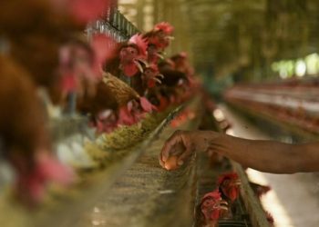 Peternak Mengeluh Rugi Imbas Ayam Tak Terserap Makan Bergizi Gratis