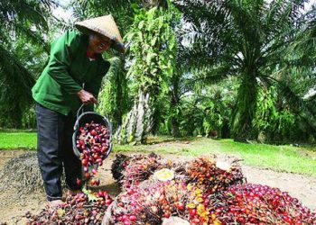 Sawit Berkelanjutan Ancam Nasib Petani Kecil