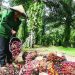 Sawit Berkelanjutan Ancam Nasib Petani Kecil