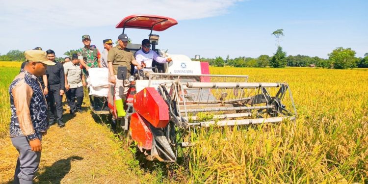 Satu Hektare Hasilkan 5,2 Ton Padi, Samsul Rizal Optimistis HST Berkontribusi untuk Surplus Beras Nasional