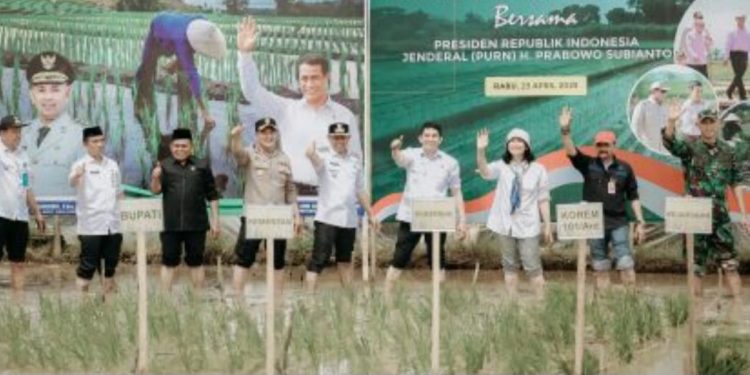 Penanaman Padi Serentak untuk Wilayah Kalsel Dipusatkan di Areal Persawahan Gunung Tinggi