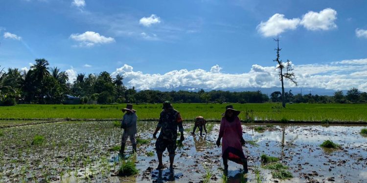 Babinsa Haruyan Dampingi Petani Sukseskan Luas Tanam