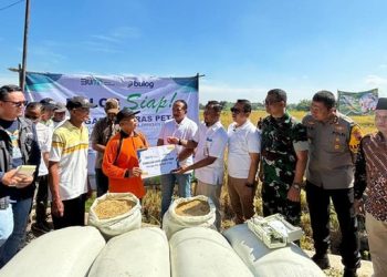 Momen Panen Raya, Bulog Optimalkan Penyerapan Gabah dan Beras