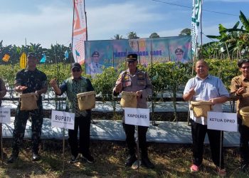 Panen Cabai Perdana di Desa Dangu, Petani ‘Curhat” Serangan Hama