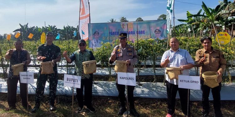 Panen Cabai Perdana di Desa Dangu, Petani ‘Curhat” Serangan Hama