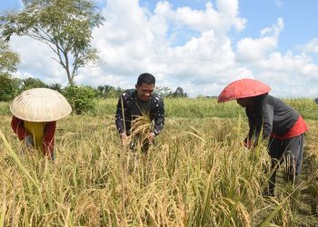 Camat Haruyan Apresiasi Peran Serta TNI Mendukung Sektor Pertanian