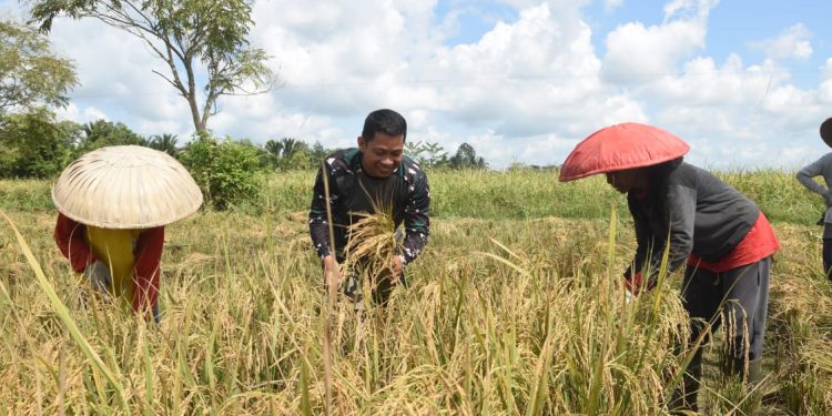 Camat Haruyan Apresiasi Peran Serta TNI Mendukung Sektor Pertanian