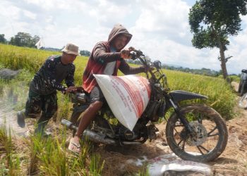 Semangat Kebersamaan, Satgas TMMD Bantu Petani Bawa Hasil Panen