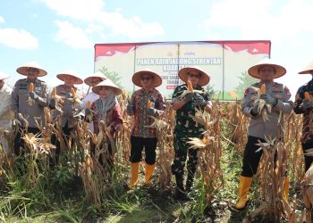 H Muhidin Apresiasi Panen Jagung Polda Kalsel di Lahan Rawa Gambut