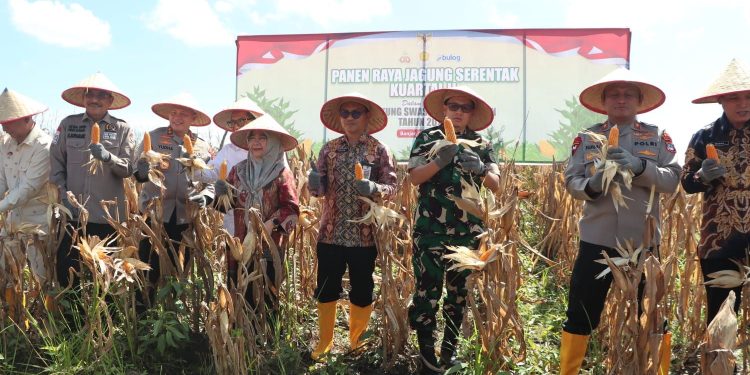 H Muhidin Apresiasi Panen Jagung Polda Kalsel di Lahan Rawa Gambut