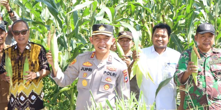Polres HST Panen Jagung Serentak