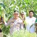 Polres HST Panen Jagung Serentak
