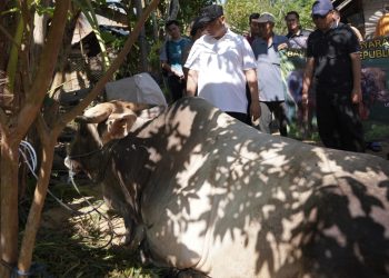 Bupati HST Serahkan Dua Sapi Kurban dari Presiden RI