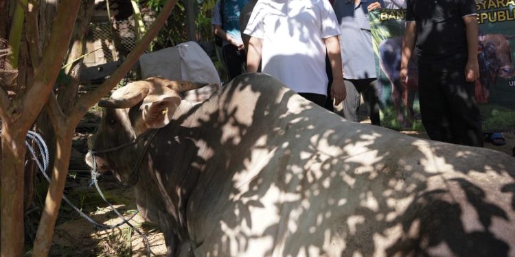 Bupati HST Serahkan Dua Sapi Kurban dari Presiden RI