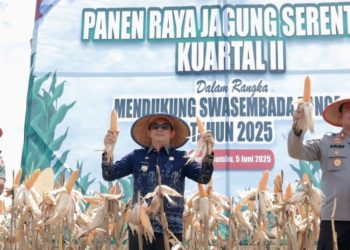 Bupati Tanbu Hadiri Panen Raya Jagung di Kelurahan Gunung Tinggi