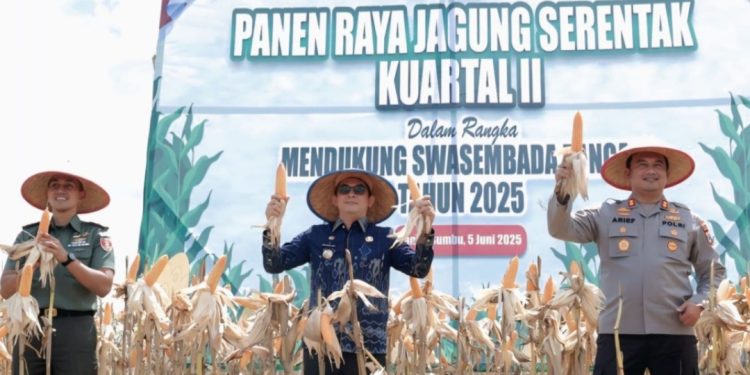 Bupati Tanbu Hadiri Panen Raya Jagung di Kelurahan Gunung Tinggi