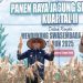 Bupati Tanbu Hadiri Panen Raya Jagung di Kelurahan Gunung Tinggi