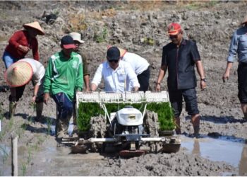 Tanam Padi Perdana di Lahan Seluas 40 Hektare, Wiyatno Dorong Kapuas Menjadi Sentra Produksi Padi di Kalteng