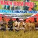 Panen Raya Padi, Bupati Wiyatno Optimistis Kapuas Jadi Tumpuan Pangan Regional dan Nasional
