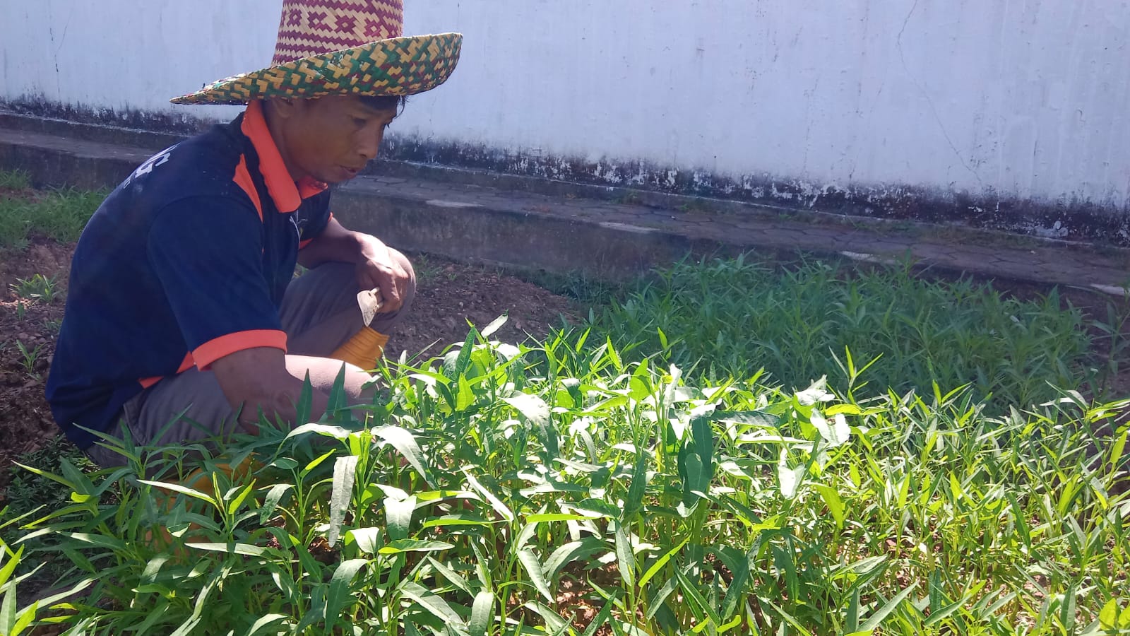 Produktif di Balik Jeruji, Warga Binaan Lapas Kotabaru Kembangkan Budidaya Kangkung