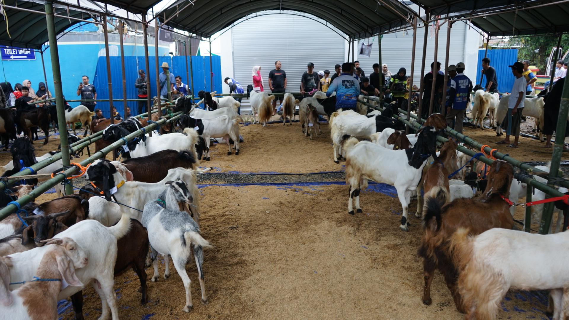 Pemkab Kotabaru Gelar Kontes Si Kambing Hebat