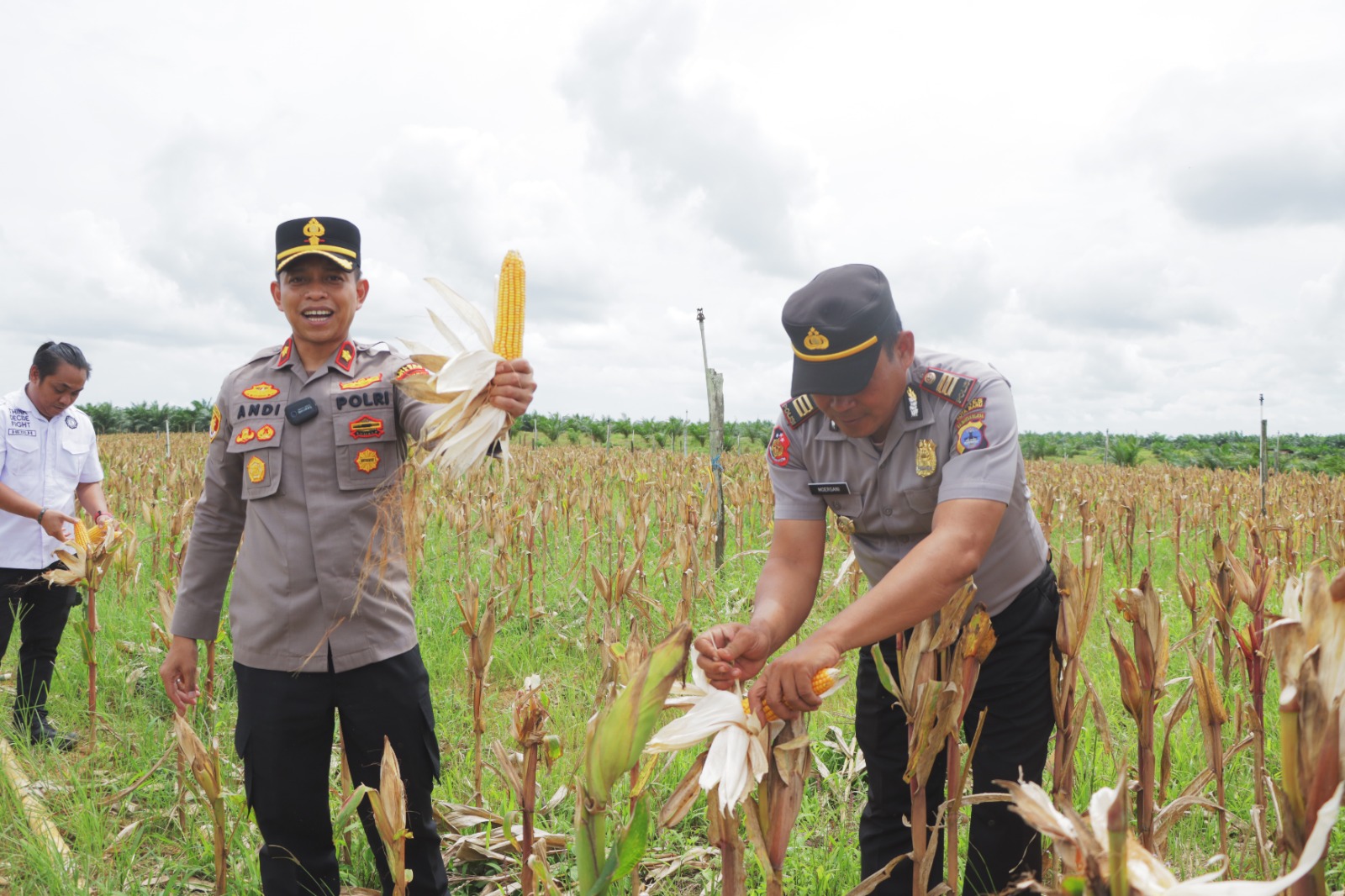 Panen Raya Jagung Serentak Kuartal IV di Pulau Laut Timur