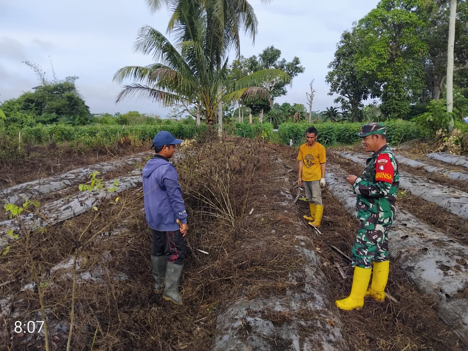 Sinergi Babinsa dan Petani, Mengolah Lahan untuk Tanam Cabai di Desa Tabu Darat Hulu