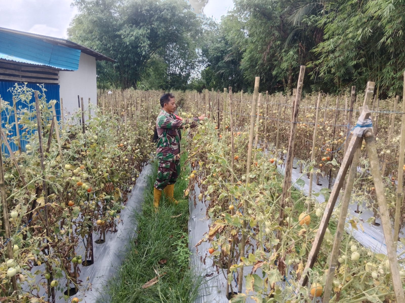 Pererat Kemanunggalan TNI dan Rakyat, Babinsa Bantu Warga Panen Tomat
