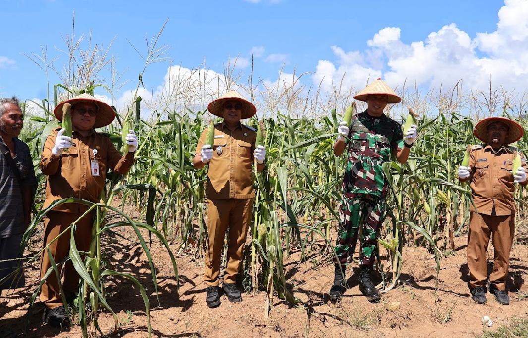 Dukung Ketahanan Pangan, Pemkab Kotabaru Panen Jagung di Desa Sebelimbingan