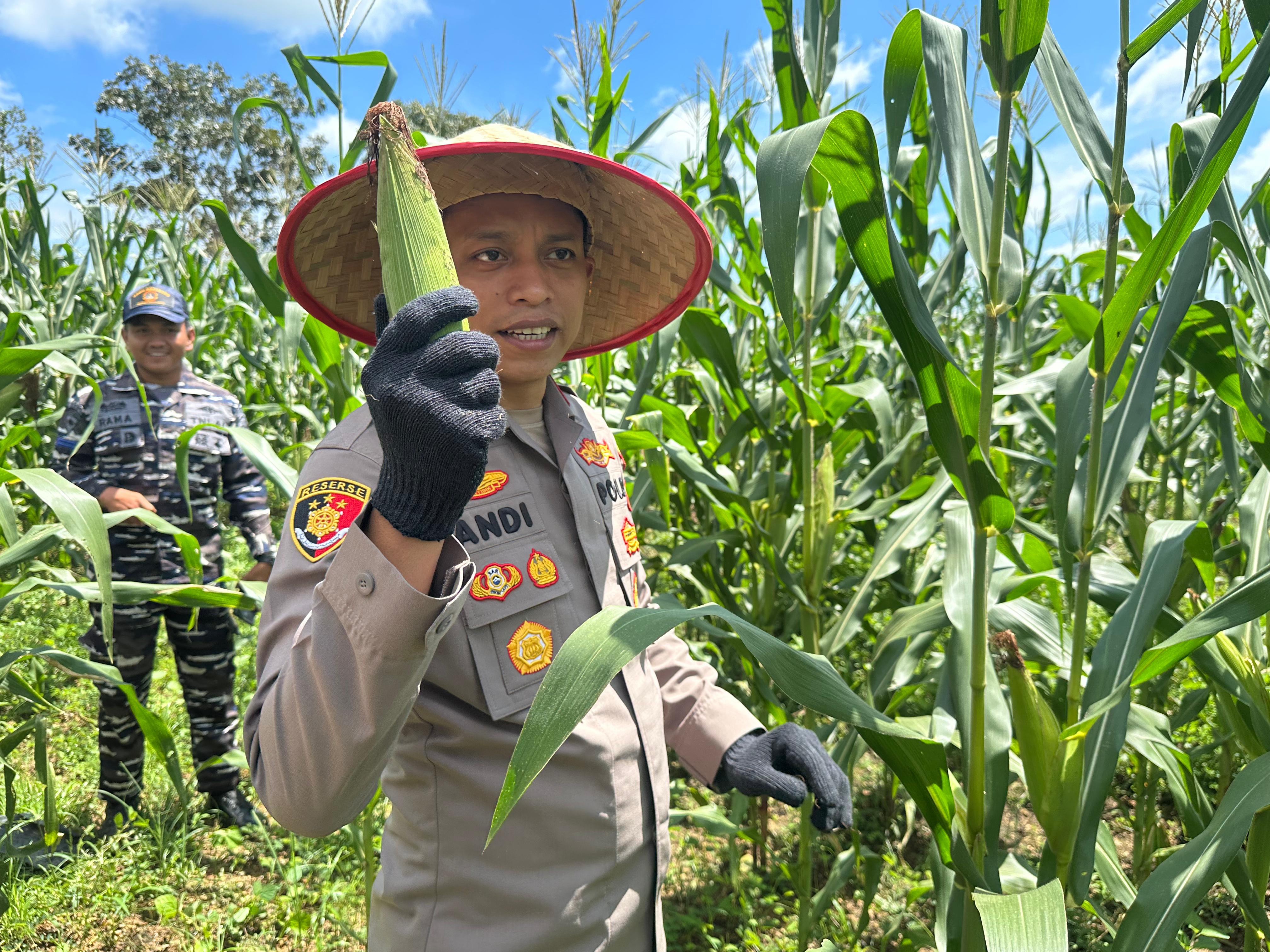 Panen Raya Jagung Serentak Kuartal II Digelar di Pulau Laut Barat, Dukung Swasembada Pangan Nasional