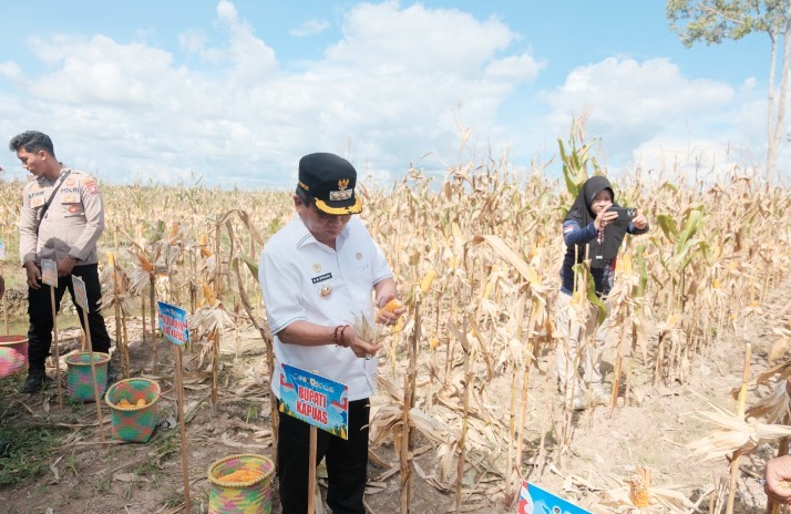Wiyatno Hadiri Panen Raya Jagung Serentak, Dorong Ketahanan Pangan Daerah