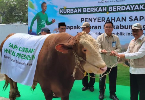 Wapres Gibran Sumbang Sapi 916 Kg ke Baznas, Bakal Dikurbankan di Tangerang