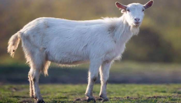 Daging Kambing Bikin Kolesterol Tinggi? Faktanya Mengejutkan!