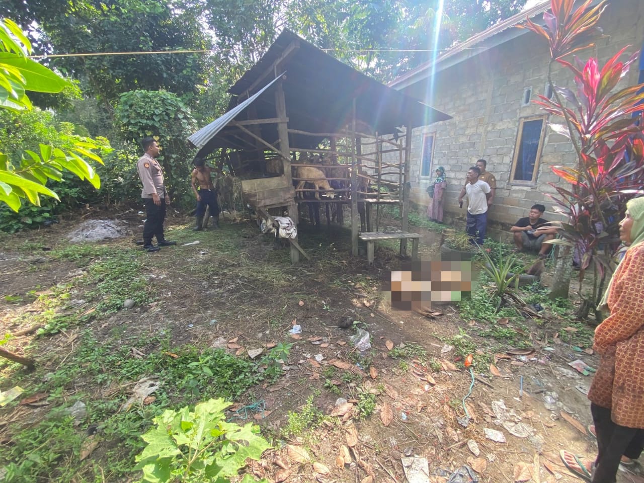 Hewan Liar Serang Ternak Domba Warga Batang Bahalang, 2 Ekor Ditemukan Mati dan 2 Ekor Sekarat