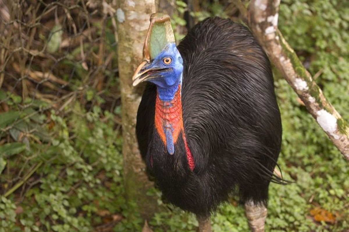 Pedagang Mie Ditangkap Gara-Gara COD Burung, Terancam Penjara 15 Tahun
