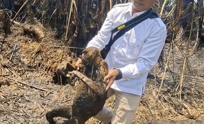 12 Bekantan Mati Gosong Akibat Kebakaran Hutan di Kalimantan Selatan