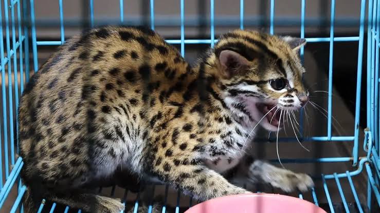 Kucing Kuwuk Langka Korban Karhutla Sumsel Dievakuasi